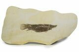 Rare Fossil Gar Fish (Atractosteus) - Wyoming #314554-1